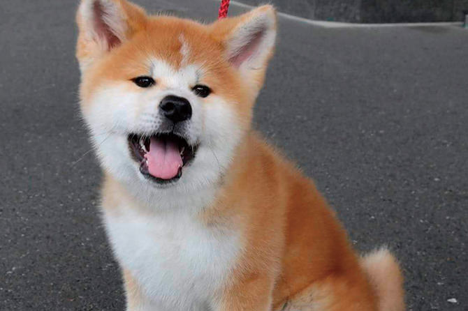秋田犬ふれあいコーナー